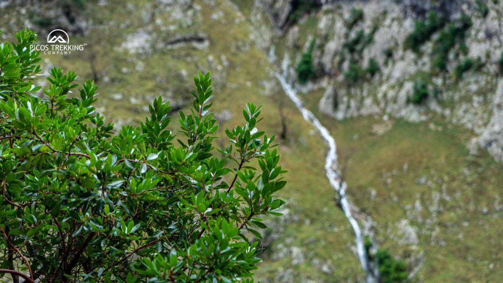 Rutas circulares en los Picos de Europa: descubre itinerarios que empiezan y terminan en el mismo punto
